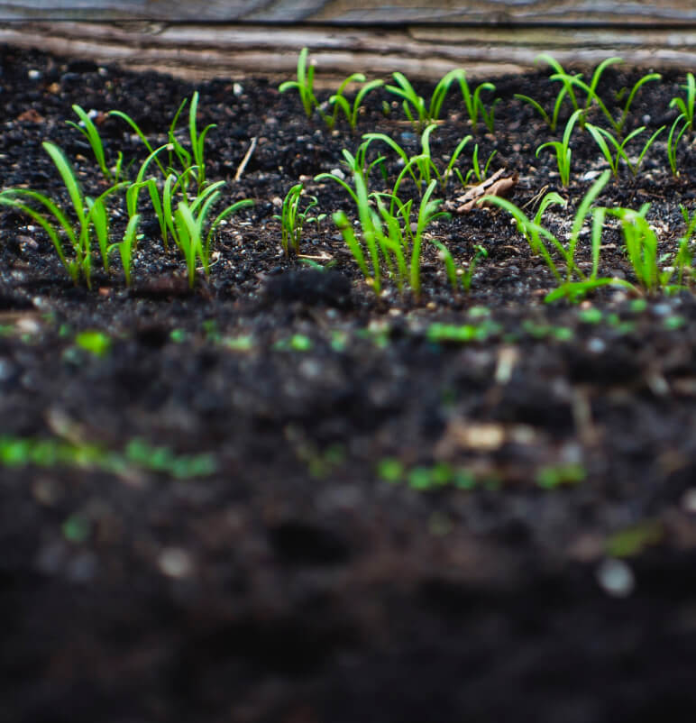 About Gallery - Farm Webflow Template